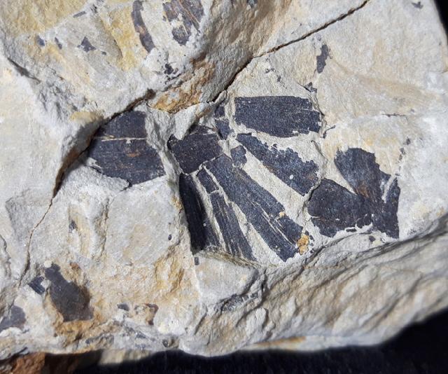 Ginkgo huttoni (STERNBERG in HEER 1876) - Bild &copy; FossNet FossilienStore